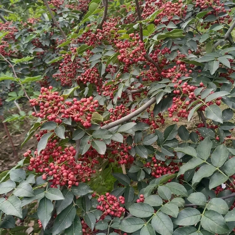 （顺丰包邮）贵州农家新鲜特麻现摘红花椒带枝带叶鲜红麻椒鲜红花椒