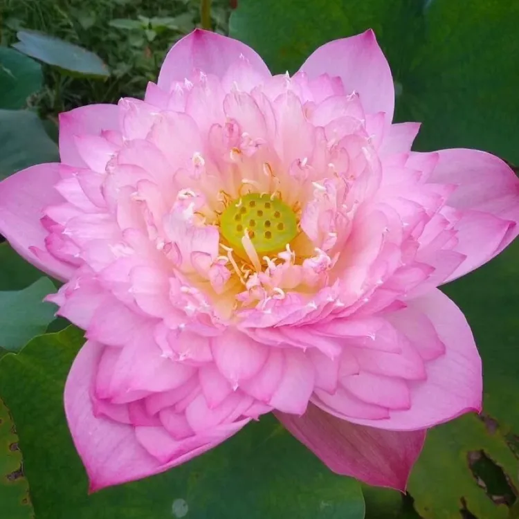 荷花藕种大型观赏荷花苗水培碗莲睡莲花卉池塘水生种根苗荷花缸养