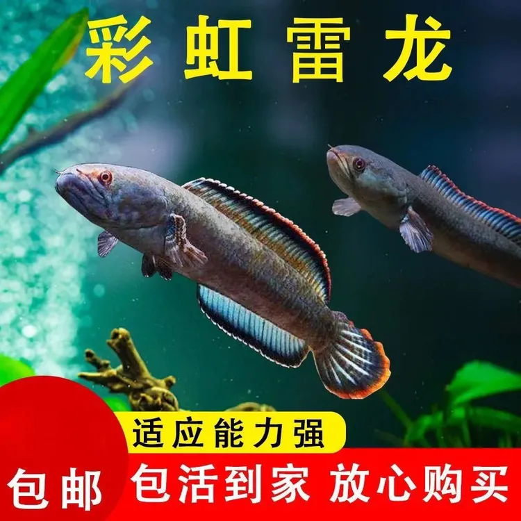 彩虹雷龙野生雷龙活体凶猛金丝冷水鱼好养