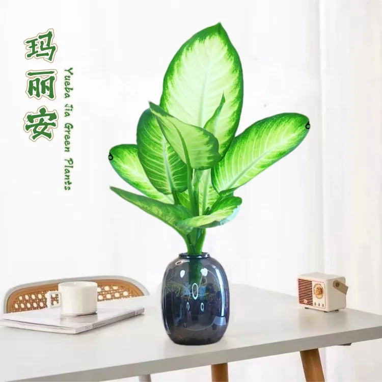 【水培玛丽安】万年青室内绿植盆栽办公室四季常青好养植物