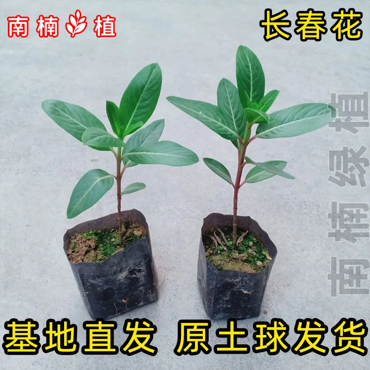 长春花直杆小苗天天开花苗四季开花卉阳台绿植好养易活观花日日春