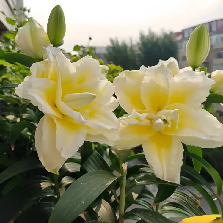 【错版包赔】香水百合种球花卉室内外四季重瓣带芽多头盆栽绿植进口