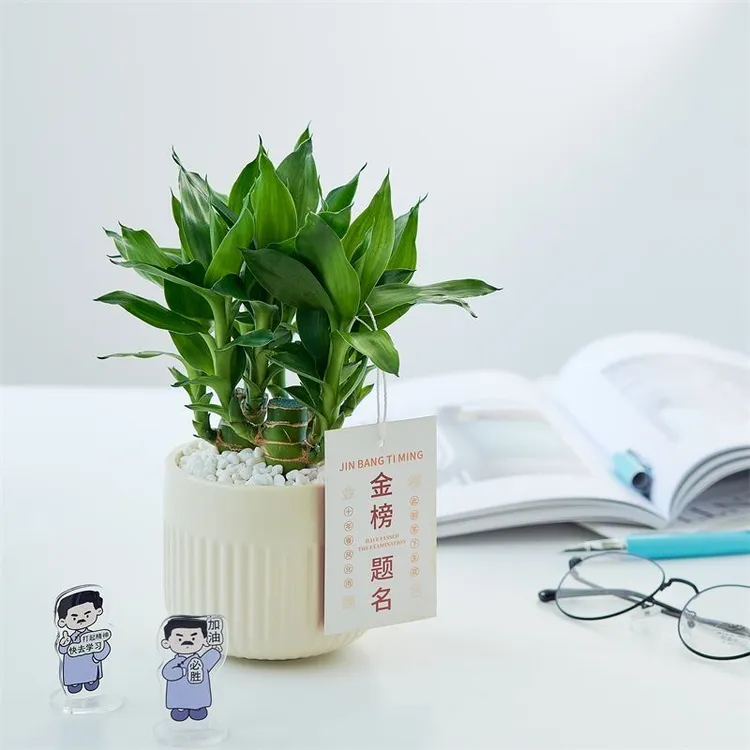 文昌竹4支金榜题名粗杆带根办公室内好养桌面绿植中高考励志礼物