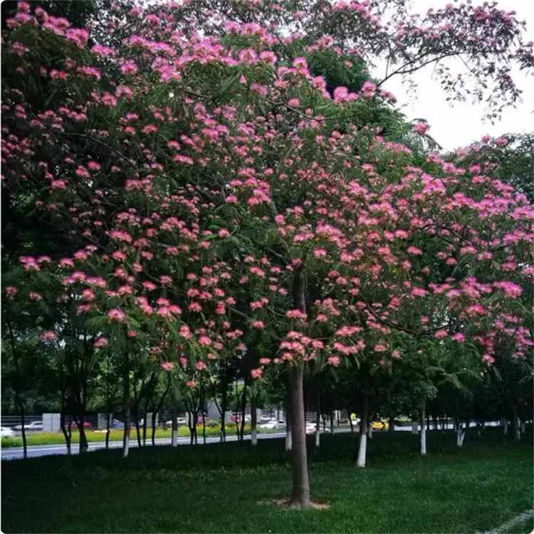 合欢树苗芙蓉树苗绒花树庭院观花植物盆栽银叶金合欢花树苗耐寒花
