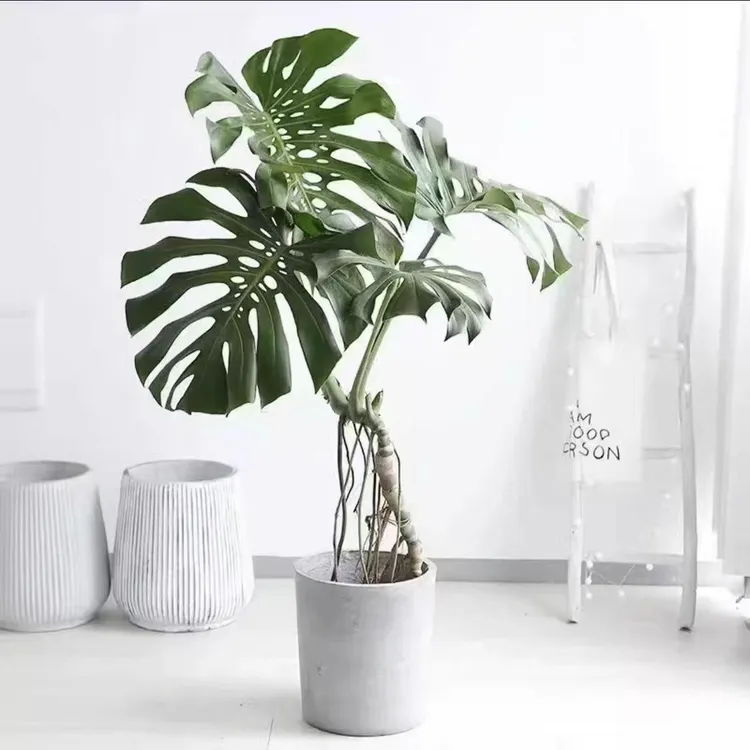 A独杆老桩龟背竹盆栽大型绿植室内水培大叶植物四季客厅