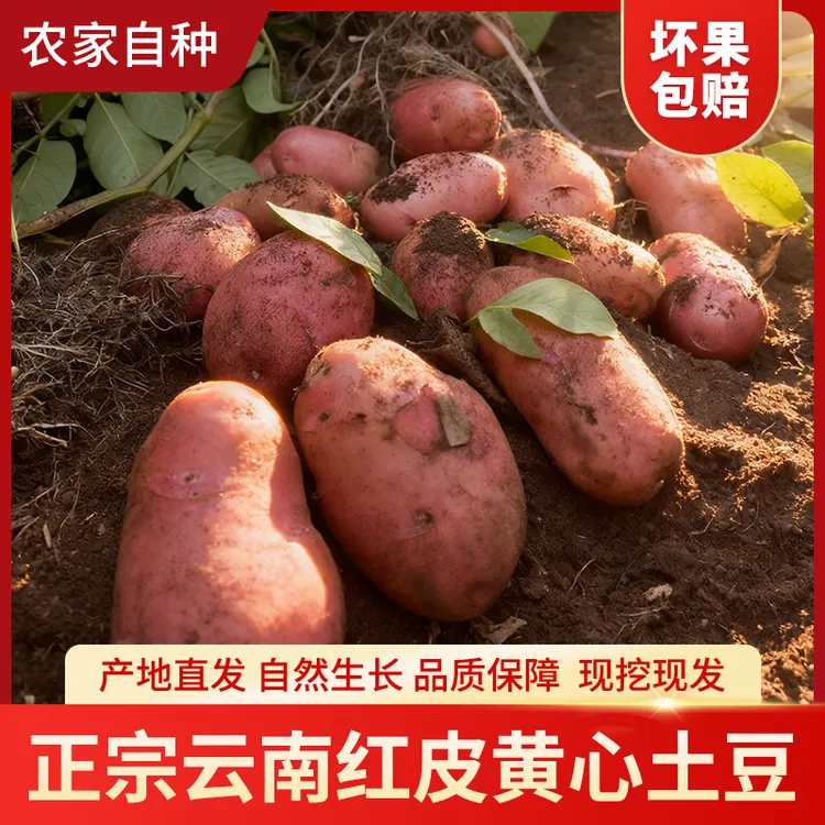 云南高山露天种植红皮黄心土豆新鲜现挖粉面香糯沙面