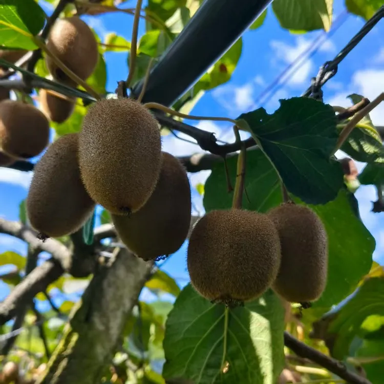 衢州江山本地翠香猕猴桃新鲜采摘
