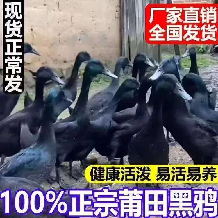 现货顺丰速运纯种莆田黑鸭苗黑壳蛋鸭子正宗黑鸭子活鸭小黑鸭活体