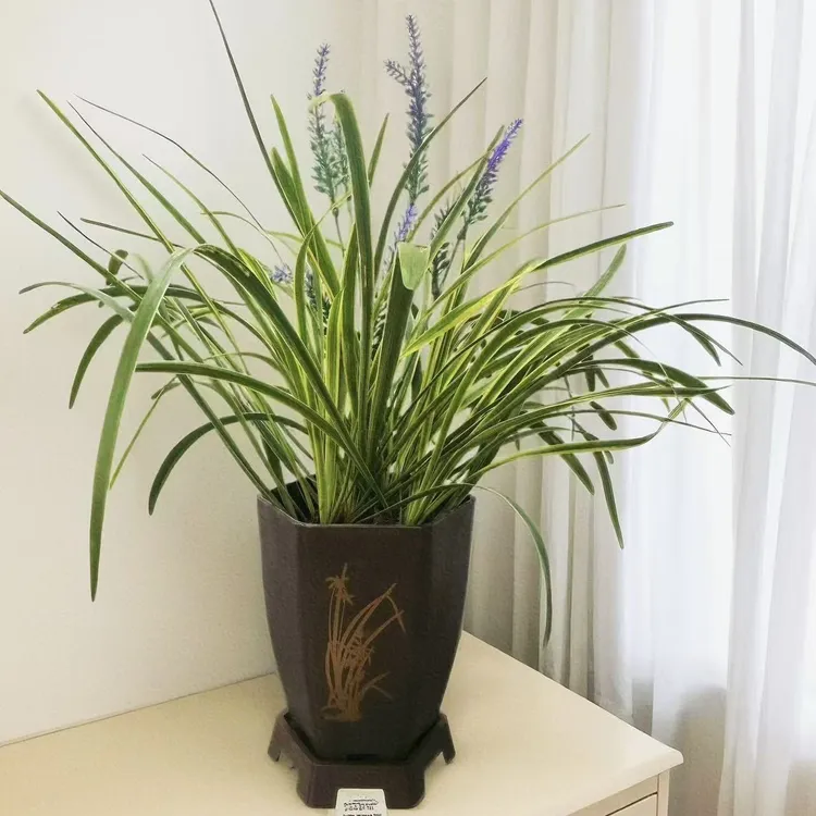 金边吊兰盆栽花卉室内净化空气绿植适合阳台摆放