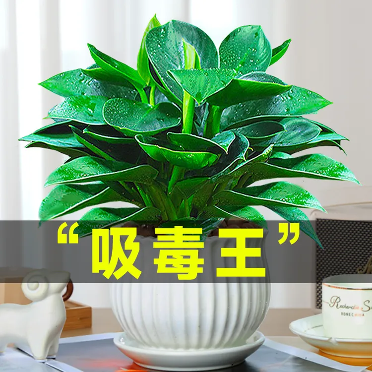 金钻盆栽植物绿公主水培办公室万年青绿植除甲醛多肉室内花卉易活