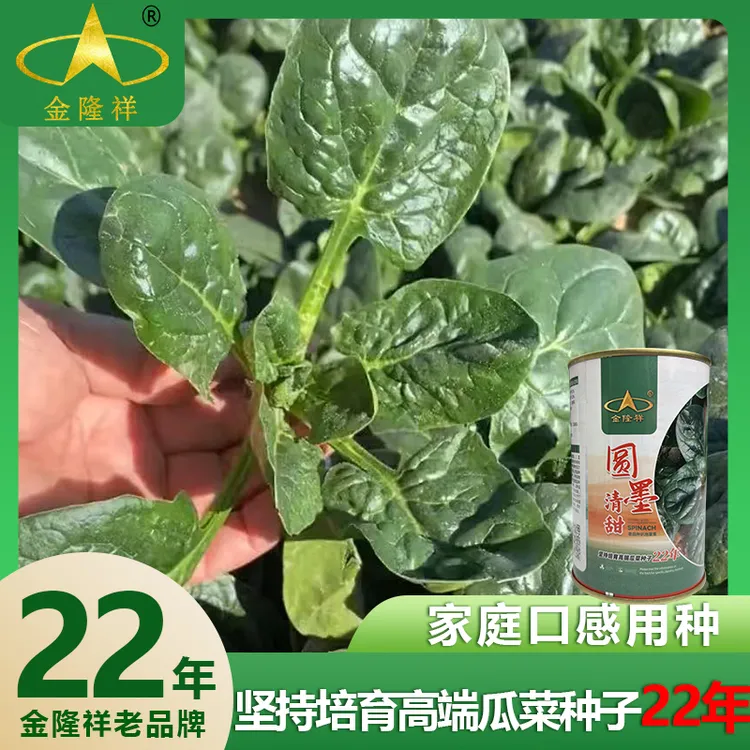 圆墨清甜老品种趴地菠菜种子农家菜园家庭阳台蔬菜种籽金隆祥品牌
