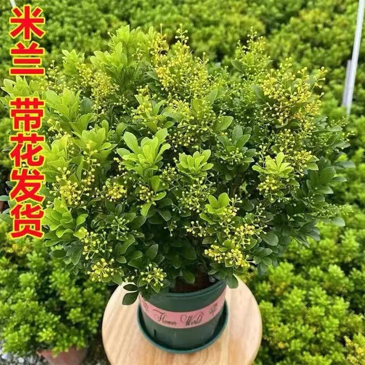 四季香水米兰花盆栽基地原盆土发货带花苞阳台庭院好养绿植花卉