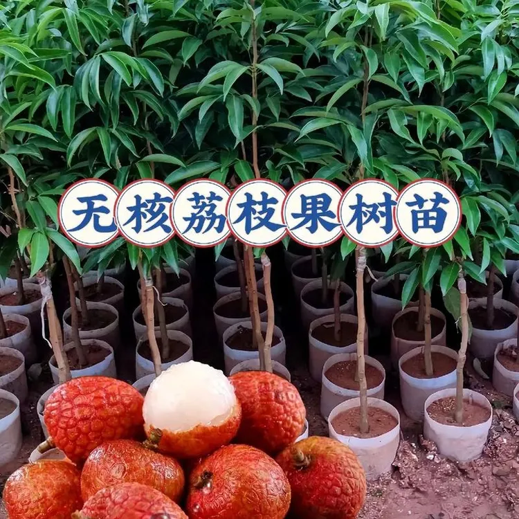 无籽无核荔枝果树苗荔枝树次年结果带土带叶栽培盆栽地栽南方庭院