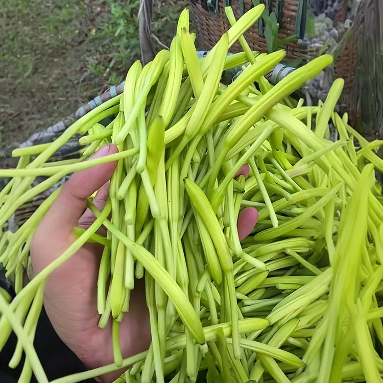 【黄花菜种子】四季种植盆栽地栽阳台小院种植