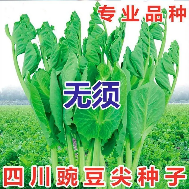 大胖无须豌豆尖种子豌豆苗种籽碗豆颠荷兰豆四川秋冬盆栽蔬菜种孑