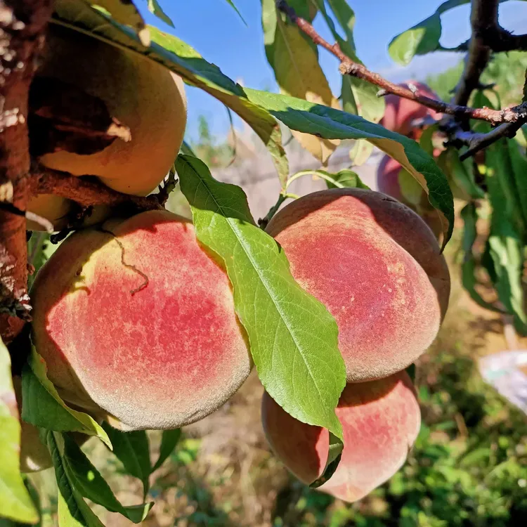 山东特产冬雪蜜桃当季新鲜水果金秋红蜜山桃毛桃脆甜当季现摘现发