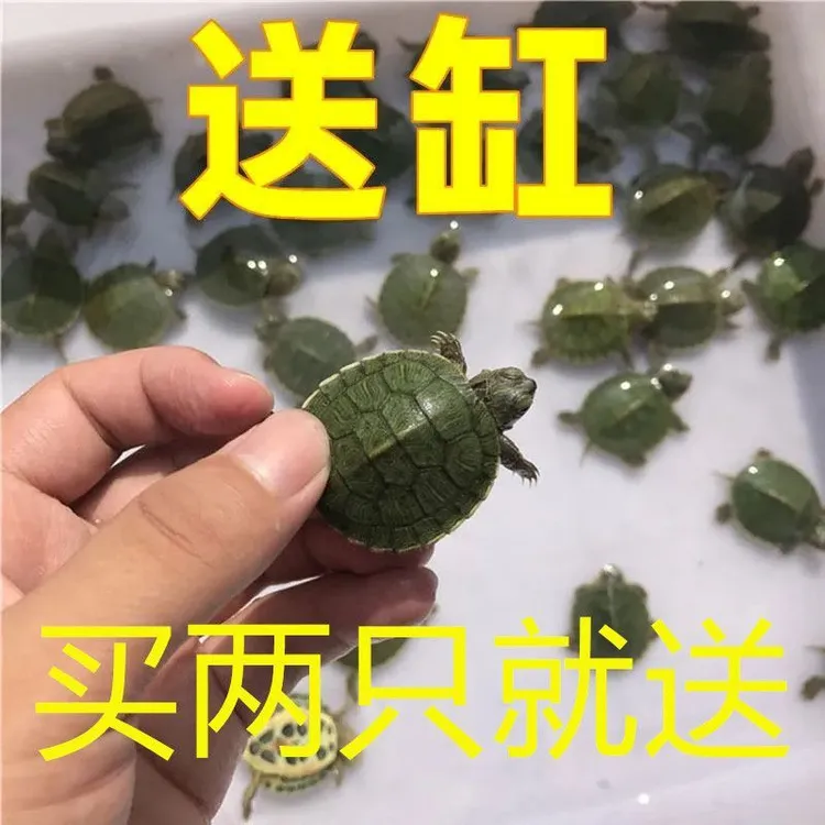 精品巴西龟苗活体宠物龟观赏活物好养龟批发厂家直销源头厂家甄选