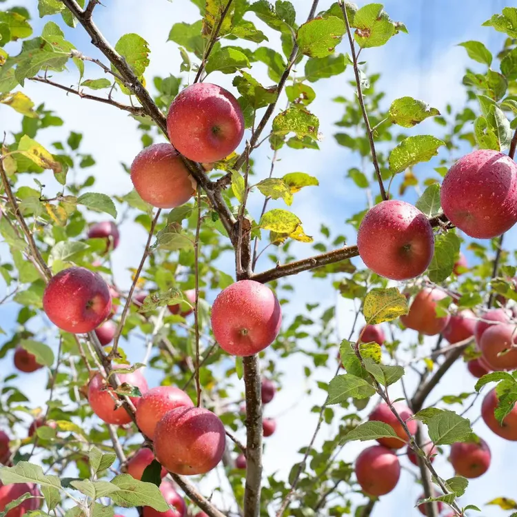 四川甘孜州泸定黄草坪新鲜应季水果现摘现发5/10斤装糖心苹果