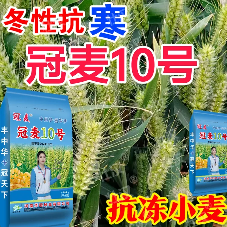 国审小麦冠麦10号抗冻抗旱高产