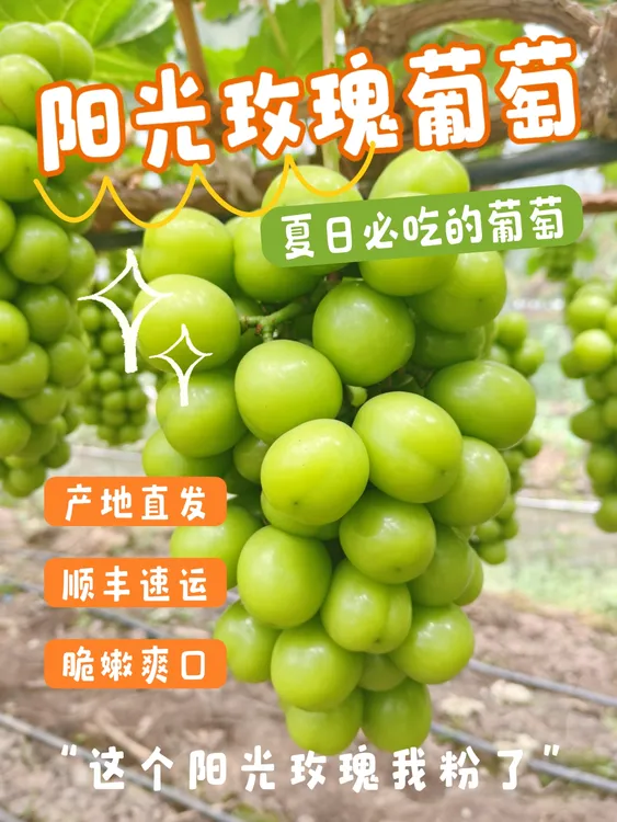 大凉山阳光玫瑰葡萄产地直发顺丰包邮