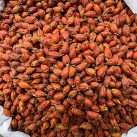 栀子 正宗江西核心产区 精选优品