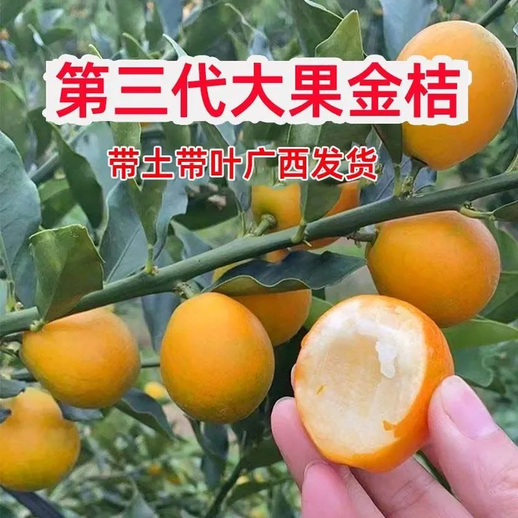 第三代脆蜜金桔苗脆蜜金桔果树苗四季结果脆皮金桔嫁接苗南北方种