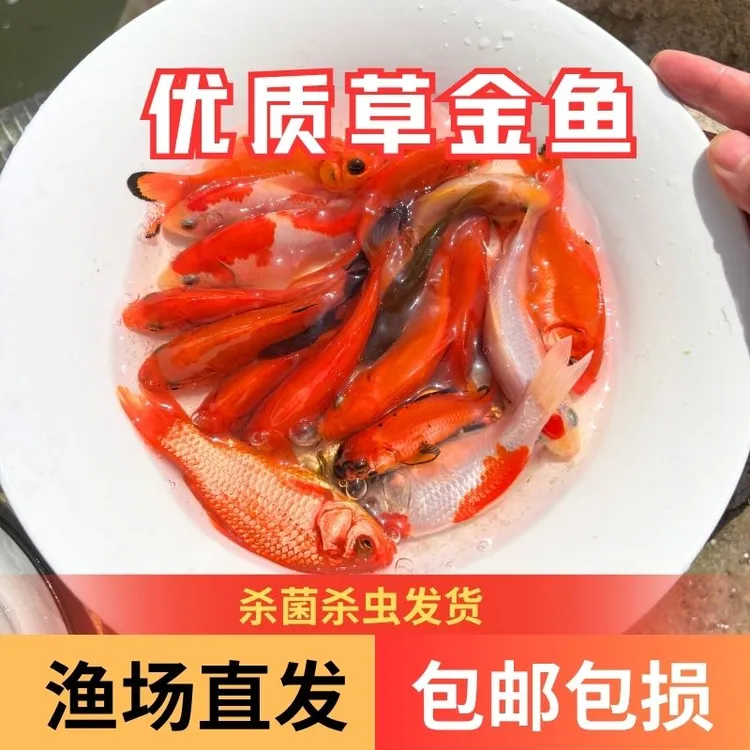 【活体】优质草金鱼6-12厘米观赏鱼淡水鱼渔场直发