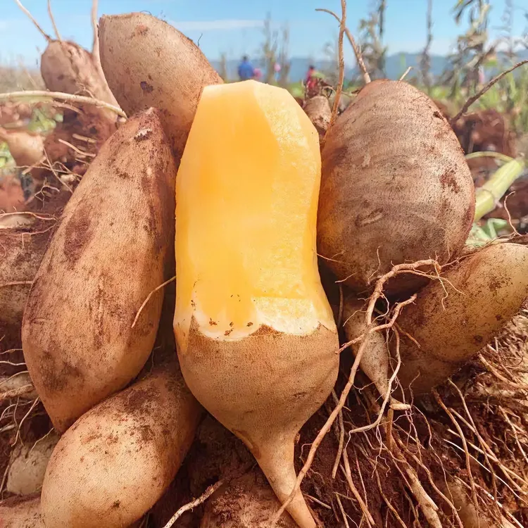 2025头茬云南天山雪莲果黄心红心超甜多汁应季水果10斤整箱包邮