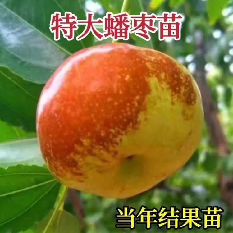 正宗嫁接蟠枣苗现挖现发特大冰糖脆枣盆栽地栽南北方种植冬枣树苗商品图