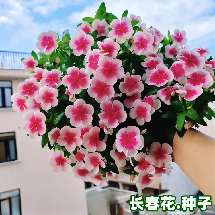 长春花种子耐热长花期日日春五叶梅四季梅种籽花坛阳台室内外盆栽