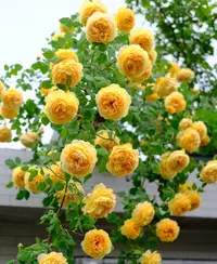 黄金庆典【1.2-1.5米大花 带花苞】爬藤植物花苗花卉四季开花