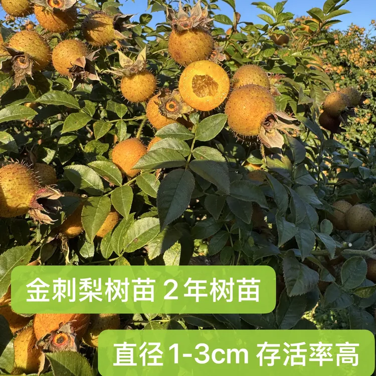 贵州安顺金刺梨树苗嫁接幼苗存活率高绿植园艺阳台果树种植