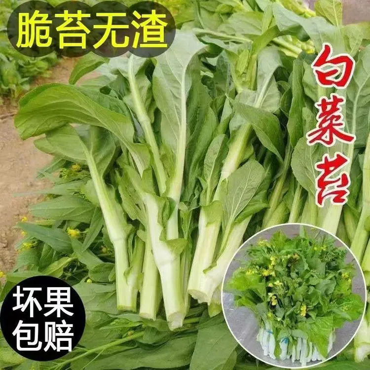 菜苔新鲜白菜贵州白菜心菜心农家露天自种种植当季时令蔬菜蔬菜