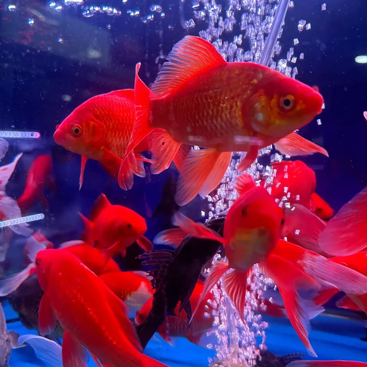 冷水草金淡水观赏鱼好养耐活招财鱼