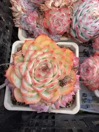 大群水晶侧影不包整（12-16cm）脱土