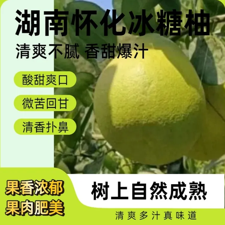 【到手5斤】正宗湖南怀化小苦柚脆嫩爽口精选冰糖柚新鲜水果青柚子