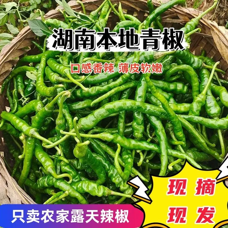 湖南湘西高山农家自种的青螺丝椒软皮薄皮土辣椒