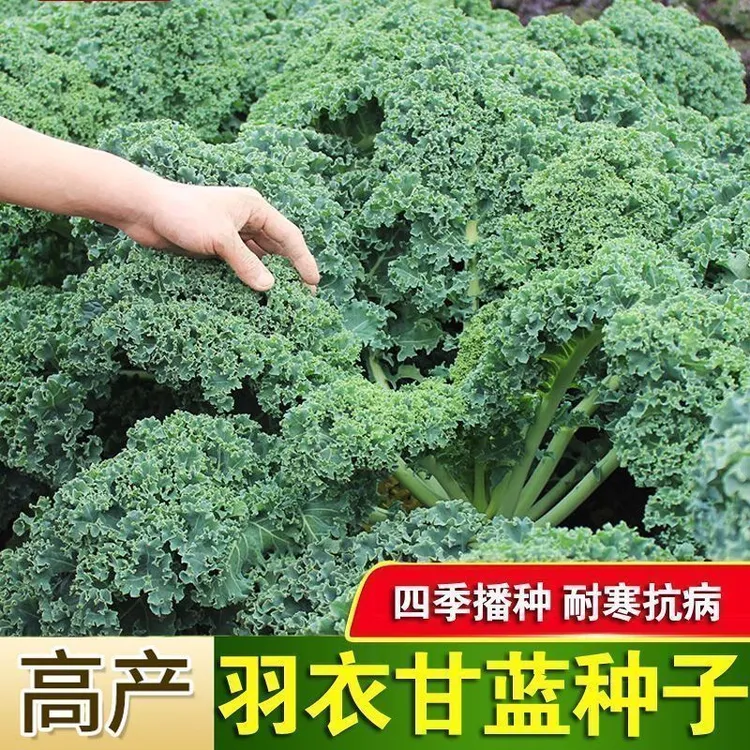 四季种植高产羽衣甘蓝种子四季播种耐寒抗病易种绿叶甘蓝蔬菜种子商品图