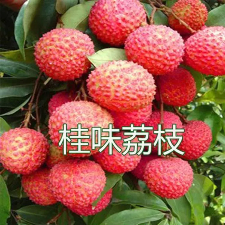 正宗桂味、优质嫁接，原土原杯发货，果树果树苗出售直播