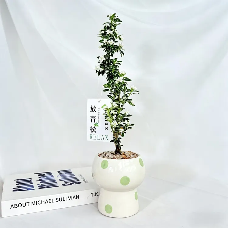 创享绿洲悬崖六月雪盆栽室内桌面小绿植植物绿化花卉造型盆景带盆