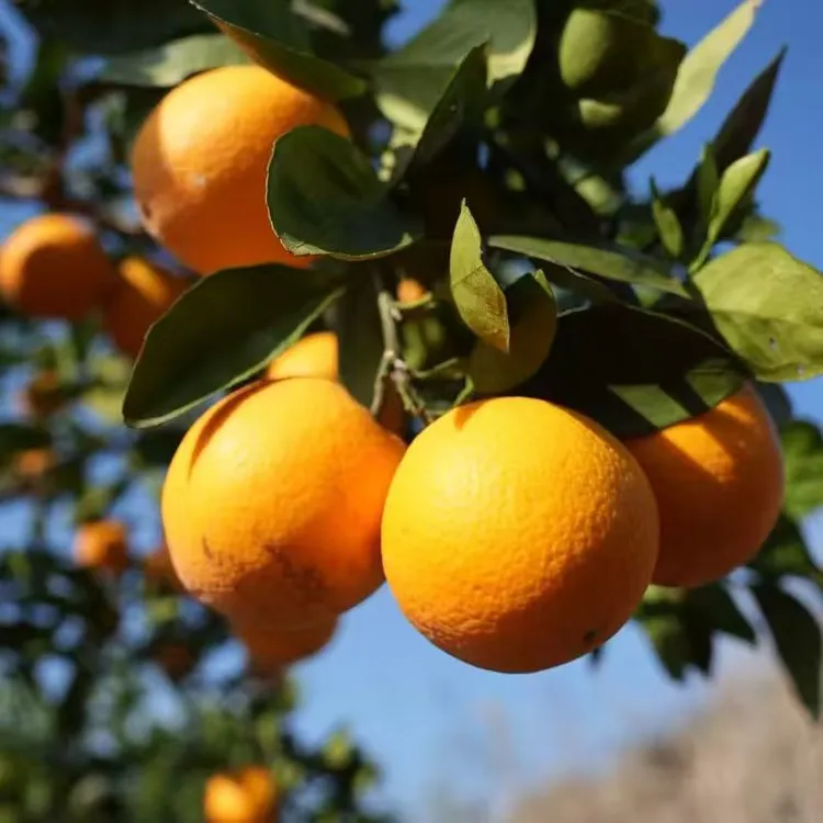 【尝鲜福利】四方源橙正宗园丰脐橙果径60 - 70mm生态鲜果产地直发