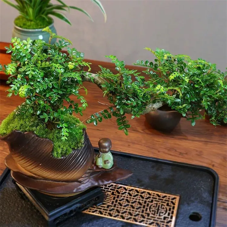 悬崖造型清香木盆景新中式室内办公茶桌好养桌面四季常青绿植盆栽