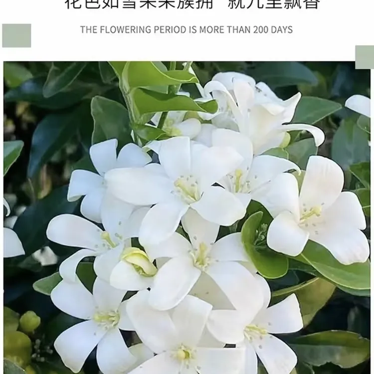九里香带香味四季常青可室内外种植开花结果盆栽花卉绿植带花苞