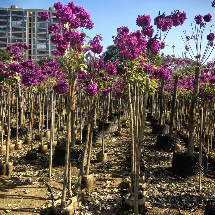 3公分高杆总高度2米5左右