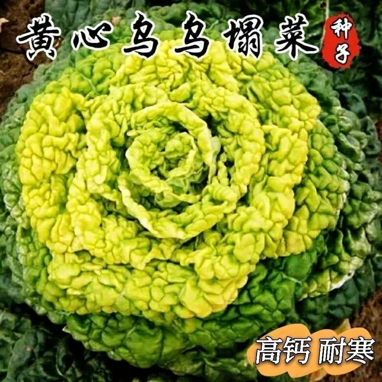 黄心乌塌菜种子菊花心菜籽黄心乌雪地金花耐寒秋冬季农家蔬菜种籽