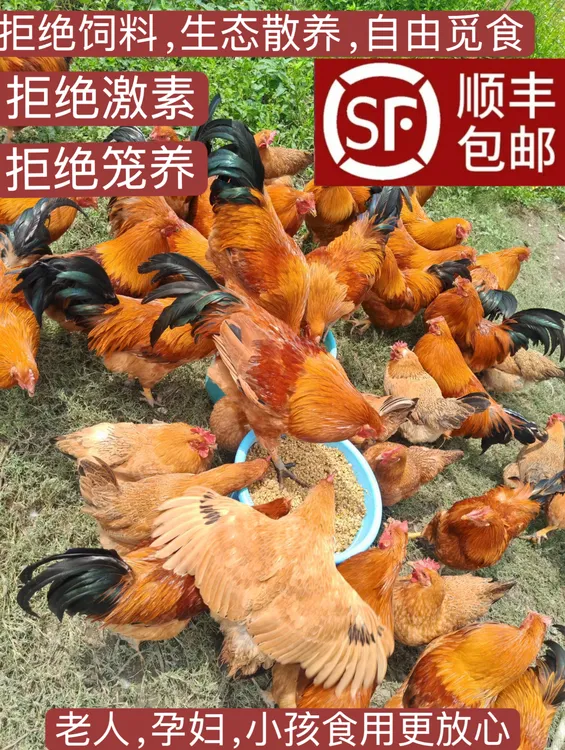 广西生态散养180天以上阉鸡白切鸡现抓现杀顺丰冷链土鸡散养土鸡