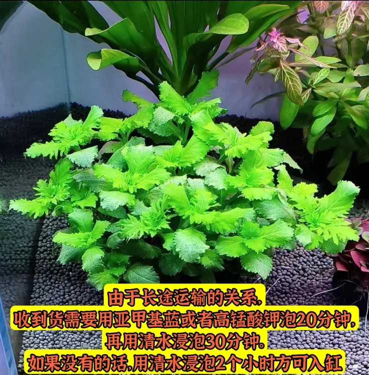 水罗兰坨草水草植物活体真草专用造景阴性水草懒人新手鱼缸水草