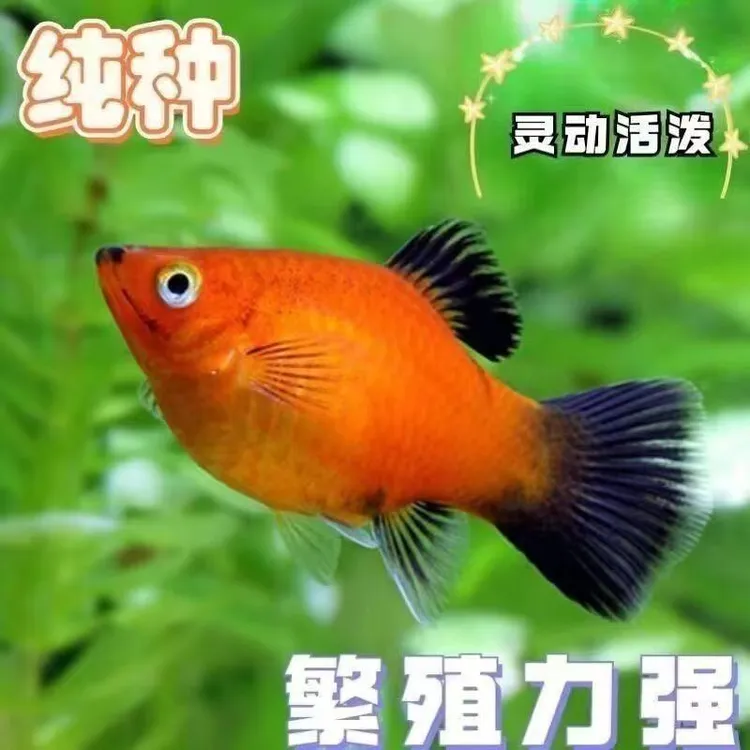 米奇鱼苗玛丽皮球孔雀鱼苗小型鱼观赏鱼淡水养殖食用活鱼苗草鱼苗