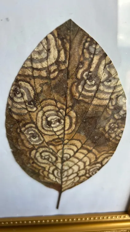 墨脱莲花叶天然标本(包邮)