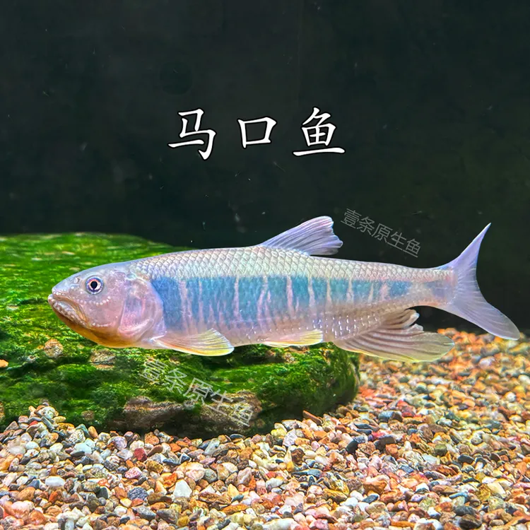 马口鱼马口鱲桃花鱼溪哥原生鱼观赏鱼溪流缸冷水鱼群游好养耐活